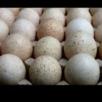 تخم بوقلمون  برنزه نطفه دار