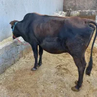 گاو آبستن سویسی ۸ماهه|حیوانات مزرعه|ماهیدشت, |دیوار