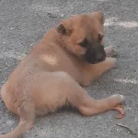 توله سرابی اصیل نرو ماده|سگ|کرج, فاز ۴ مهرشهر|دیوار