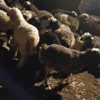 ۳۰ راس بره پرواری برای فروش|حیوانات مزرعه|اندیکا, |دیوار