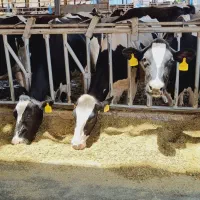 سوله سازی پرتال|خدمات پیشه و مهارت|نجفآباد, ویلاشهر|دیوار