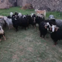 فروش بز غاله
