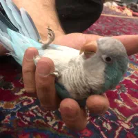 طوطی راهب ماده آبی