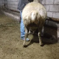 قوچ|حیوانات مزرعه|مشگین شهر, |دیوار