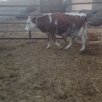 تخت شکم اول