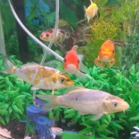 ماهی کوی سالم و زرنگ ۱۴ سانتی