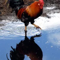 خروس