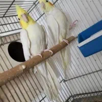 عروس هلندی نر و ماده