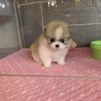 سگ نژاد پودل کراس