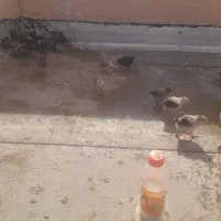 فروش جوجه مرغ محلی|حیوانات مزرعه|یزد, |دیوار