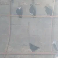 انواع کبوتر سبز و سنگی شازده و...