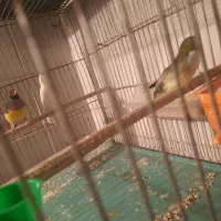 فنچ گلدین|پرنده|قم, شهرک توانیر|دیوار