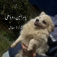 پامر روباهی/ معاوضه میکنم|سگ|تالش, هشتپر|دیوار