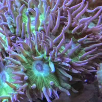 تعدادی مرجان