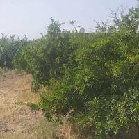باغ در روستای اندیس|فروش خانه و ویلا|قم, ولیعصر|دیوار