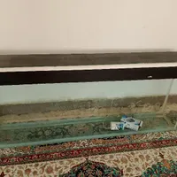 ماهی آکواریوم