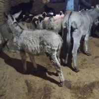 الاغ|حیوانات مزرعه|حسین آباد, |دیوار