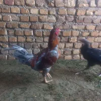 جوجه لاری|حیوانات مزرعه|فامنین, |دیوار