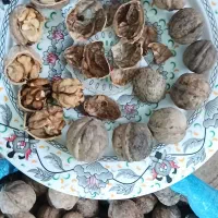 گردو کاغذی محلی|خوردنی و آشامیدنی|تهران, جوادیه|دیوار