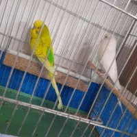 جفت مرغ عشق انگلیسی جوان ماده چشم شرابی