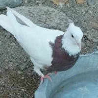 دوعدد  طوقی ماده کلاهی عروسک برای معاوضه