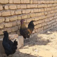 خروس لاکندزی|حیوانات مزرعه|شیراز, نصر|دیوار