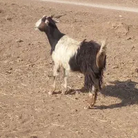 دو عدد بز سالم.اقتصادی.بَر گرفته..|حیوانات مزرعه|خرمآباد, |دیوار