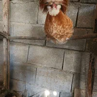 فروش خروس لهستانی