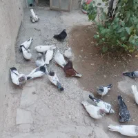 کبوتر پرشی ده عدد|پرنده|قروه, |دیوار