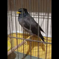 مرغ مینا نر افغان|پرنده|کرمانشاه, |دیوار