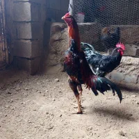 خروس لاری اوشامو