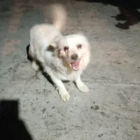 سگ ماده سفید|سگ|اراک, |دیوار