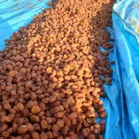 آلو خوانساری خشک