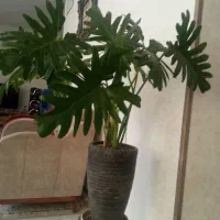 گلهای طبیعی واستند