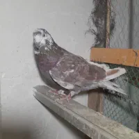 کبوتر حرفه ای|پرنده|فردیس, سرحدی|دیوار