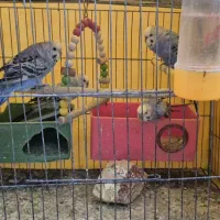 مرغ عشق باهمه ملزومات