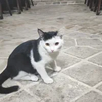 واگذاری بچه گربه