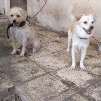 واکذاری‌سک‌نرو‌ماده‌