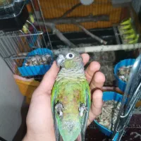 گرینچیک جفت رام و سخنگو|پرنده|بومهن, |دیوار