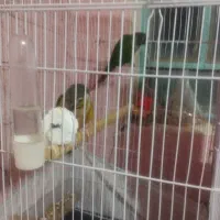 کاملان سالم ورام|پرنده|اردکان, |دیوار