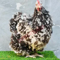 اورپینگتون نژاد سلطنتی|حیوانات مزرعه|تهران, آرژانتین|دیوار