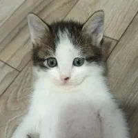 بچه گربه های نر وماده میکس پرشین|گربه|گرگان, |دیوار