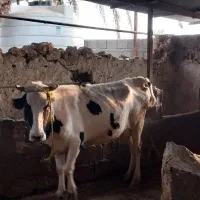 فروش گاو و شنگد نوبند