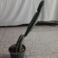 کاکتوس زیبا|گل و گیاه طبیعی|شاهین‌شهر, اقبال لاهوری|دیوار