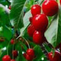 باغ میوه ازهرنوع وباغ انگورباچاه شخصی