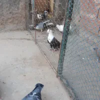 کبوتر نر
