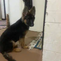 گمشده سگ ژرمن