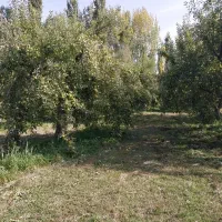 سیب سر درختی