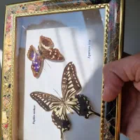 تابلو پروانه طبیعی|تابلو، نقاشی، عکس|تهران, صادقیه|دیوار