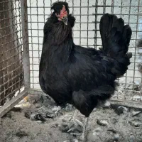 گلین جوجه و مولد|حیوانات مزرعه|سیرجان, |دیوار